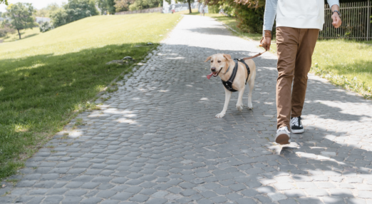Dog being walked outside. Owner's legs are visible.